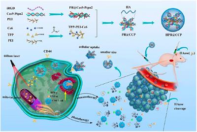 Mitochondria-Targeted Nanomedicine for Enhanced Efficacy of Cancer Therapy